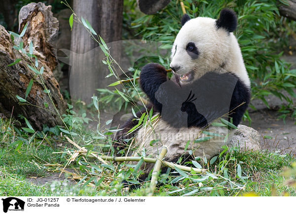Groer Panda / JG-01257