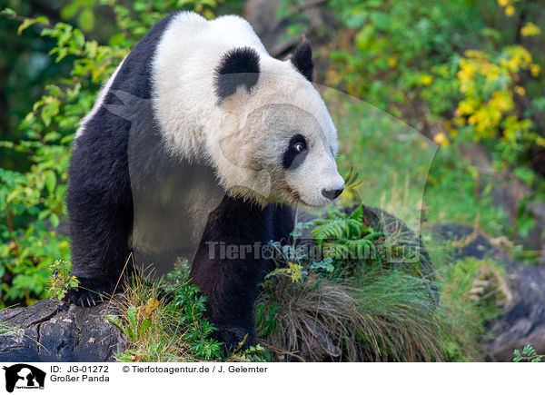 Groer Panda / giant panda / JG-01272