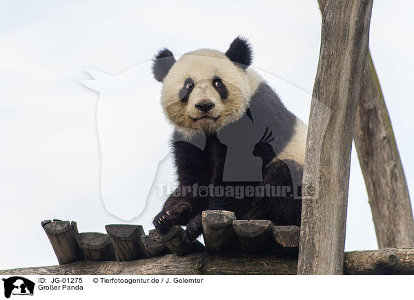 Groer Panda / JG-01275