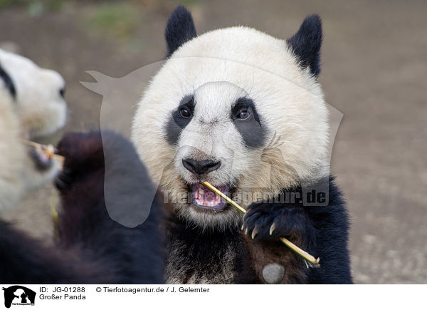 Groer Panda / JG-01288