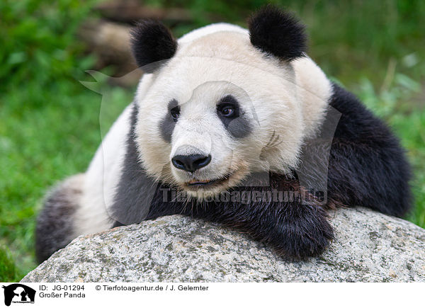 Groer Panda / JG-01294