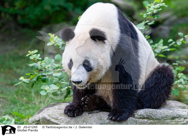 Groer Panda / giant panda / JG-01295