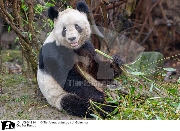 Groer Panda / giant panda / JG-01314