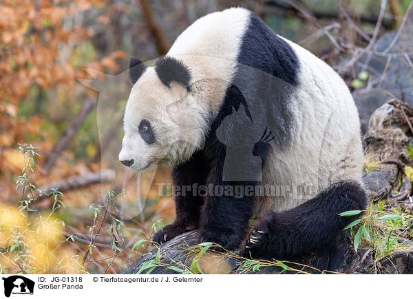 Gro�er Panda / giant panda / JG-01318