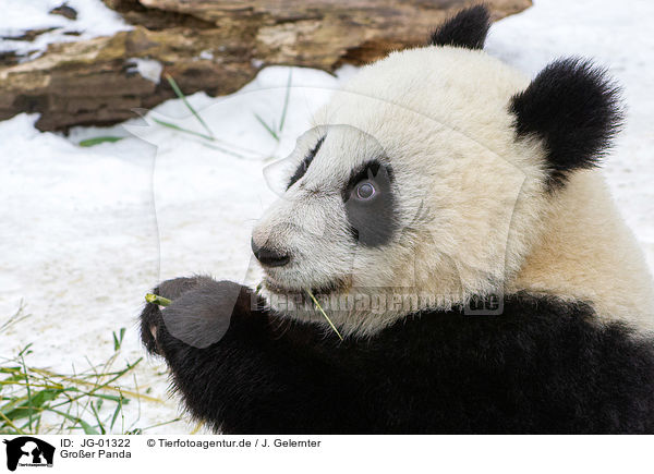 Groer Panda / giant panda / JG-01322