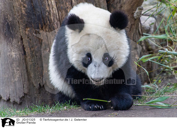Groer Panda / giant panda / JG-01325