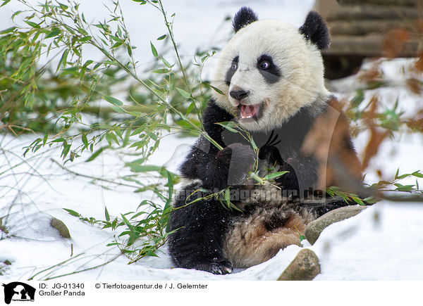Groer Panda / JG-01340