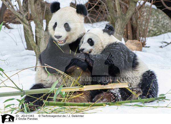 2 Groe Pandas / JG-01343