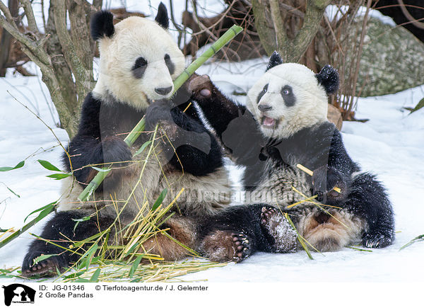 2 Groe Pandas / 2 giant pandas / JG-01346
