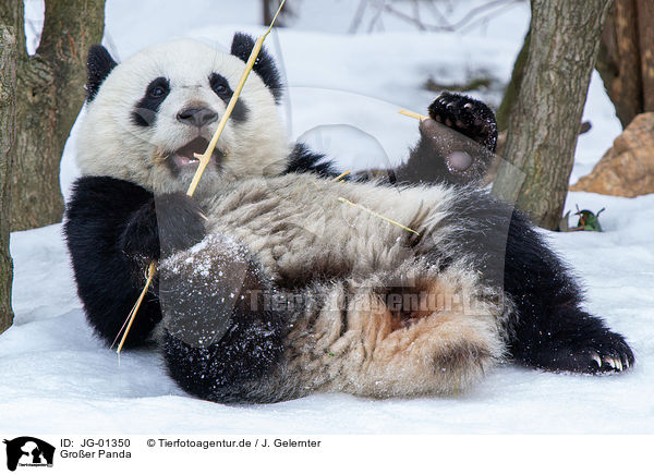 Groer Panda / giant panda / JG-01350
