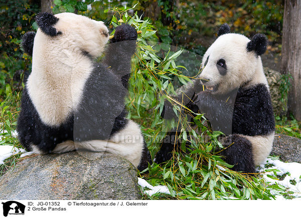 2 Groe Pandas / 2 giant pandas / JG-01352