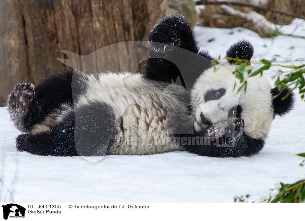 Groer Panda / giant panda / JG-01355