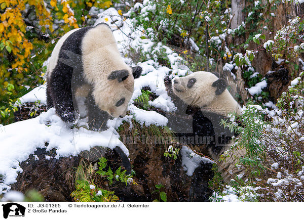 2 Gro�e Pandas / 2 giant pandas / JG-01365