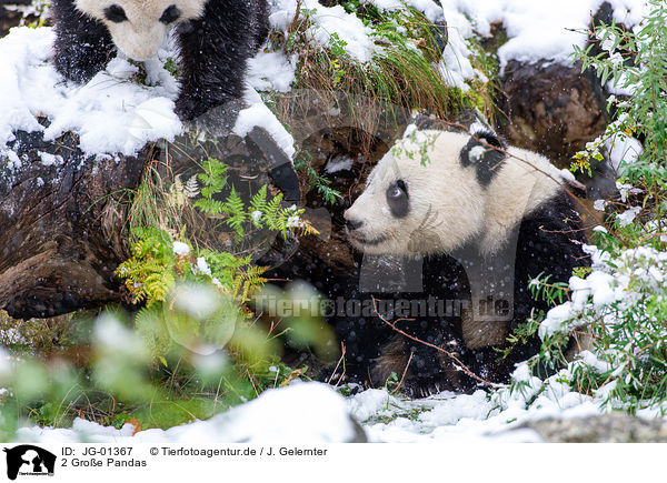 2 Groe Pandas / JG-01367