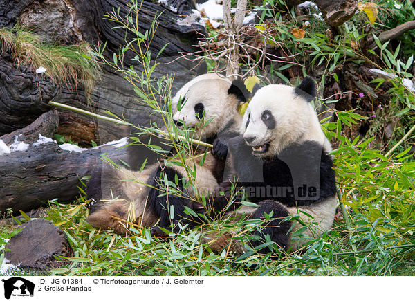 2 Groe Pandas / 2 giant pandas / JG-01384