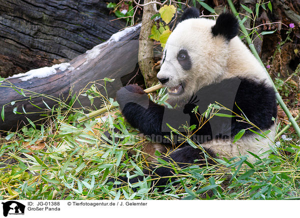 Groer Panda / giant panda / JG-01388