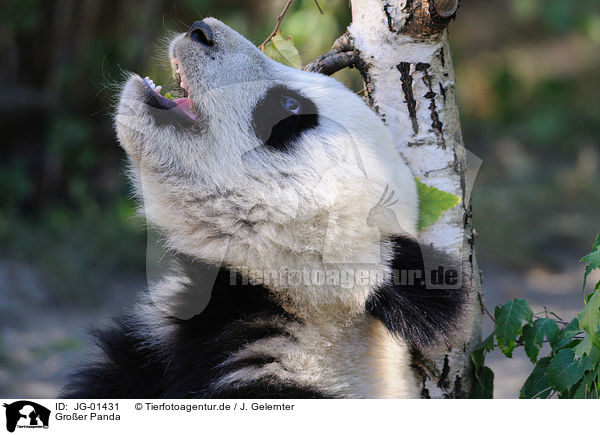 Gro�er Panda / giant panda / JG-01431