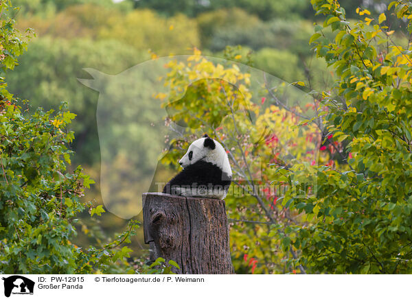 Groer Panda / giant panda / PW-12915