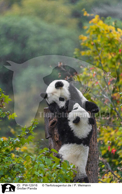 Groer Panda / giant panda / PW-12916