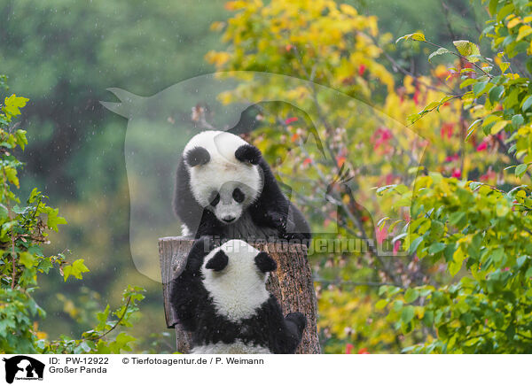 Groer Panda / giant panda / PW-12922