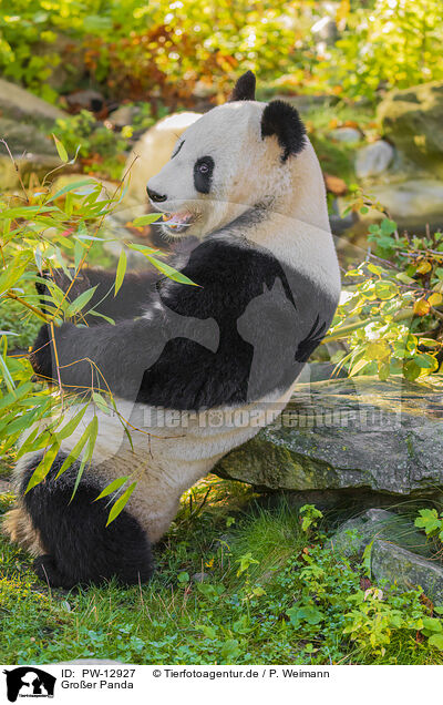 Groer Panda / giant panda / PW-12927