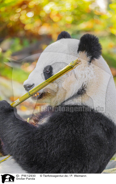 Groer Panda / giant panda / PW-12930