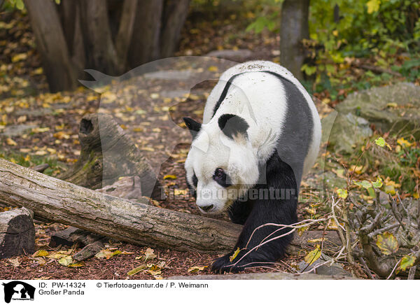 Groer Panda / giant panda / PW-14324
