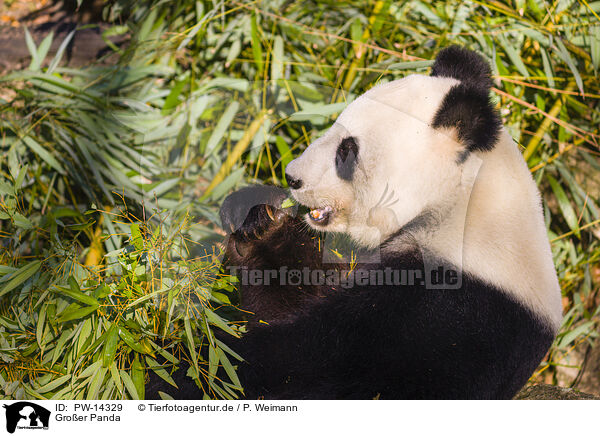 Groer Panda / giant panda / PW-14329