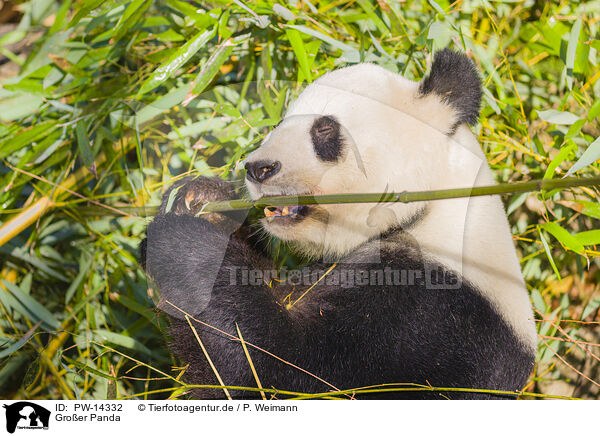 Groer Panda / giant panda / PW-14332