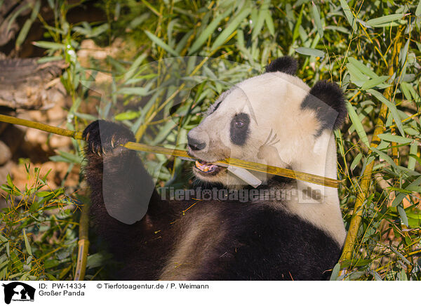 Groer Panda / giant panda / PW-14334