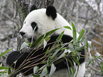 Groer Panda