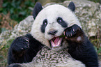 Groer Panda