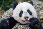 Groer Panda