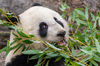 Groer Panda