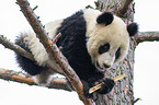 Groer Panda