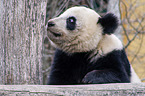 Groer Panda