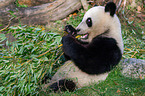 Groer Panda