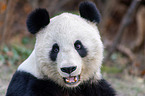 Groer Panda