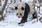 Groer Panda