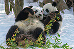 2 Groe Pandas