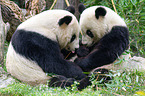 2 Groe Pandas