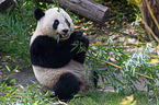 Groer Panda