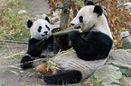 2 Groe Pandas