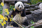 Groer Panda