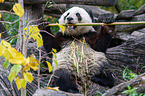 Groer Panda