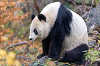 Groer Panda