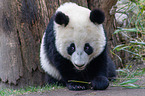 Groer Panda