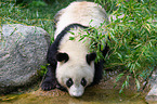 Groer Panda