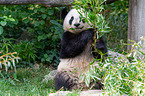 Groer Panda