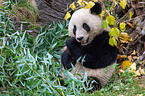 Groer Panda